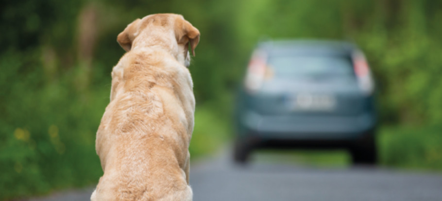 Abandon_animaux_chien.jpeg