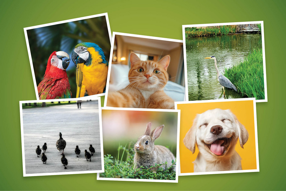 Concours_Instagram_-_Animaux_2025_Vignette_941x630px.jpg