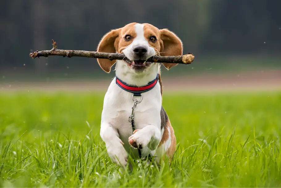 Squares_OK_chiens_Vignette_site.jpg